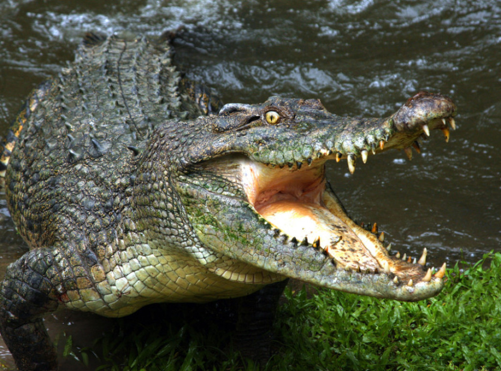 Australijanac se izbavio iz čeljusti krokodila