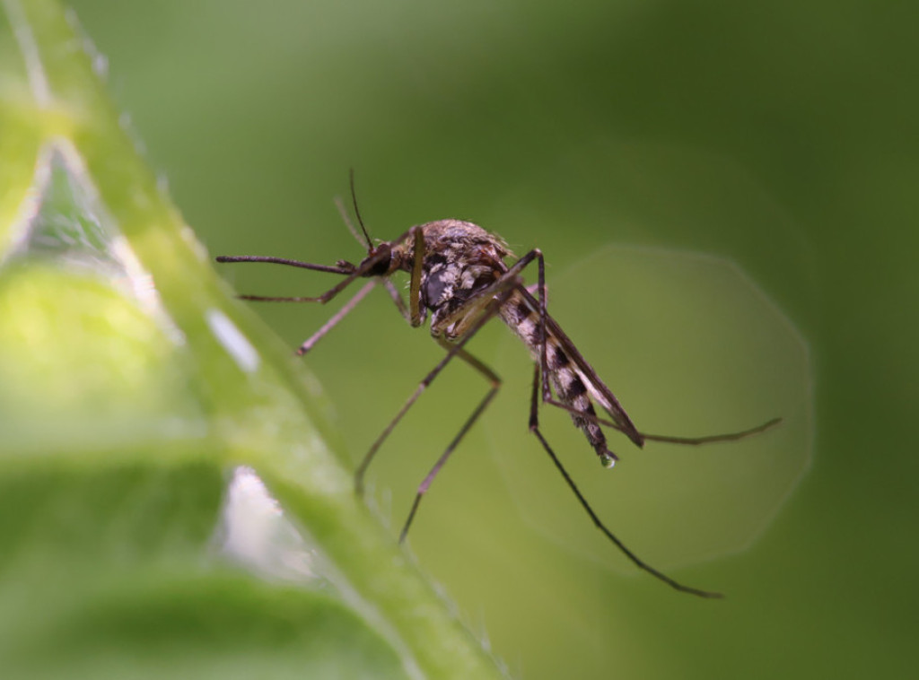 "Gradska Čistoća" otpočela tretmane suzbijanja larvi komaraca