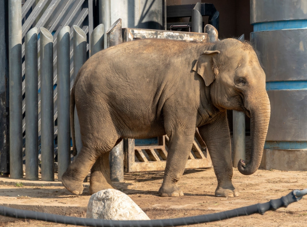 Italija: Slon pobegao iz cirkusa, prošetao ulicama