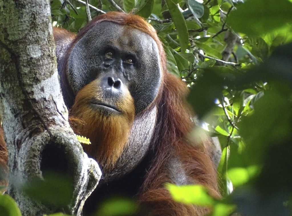 Studija: Orangutani leče rane nanošenjem lekovitog bilja