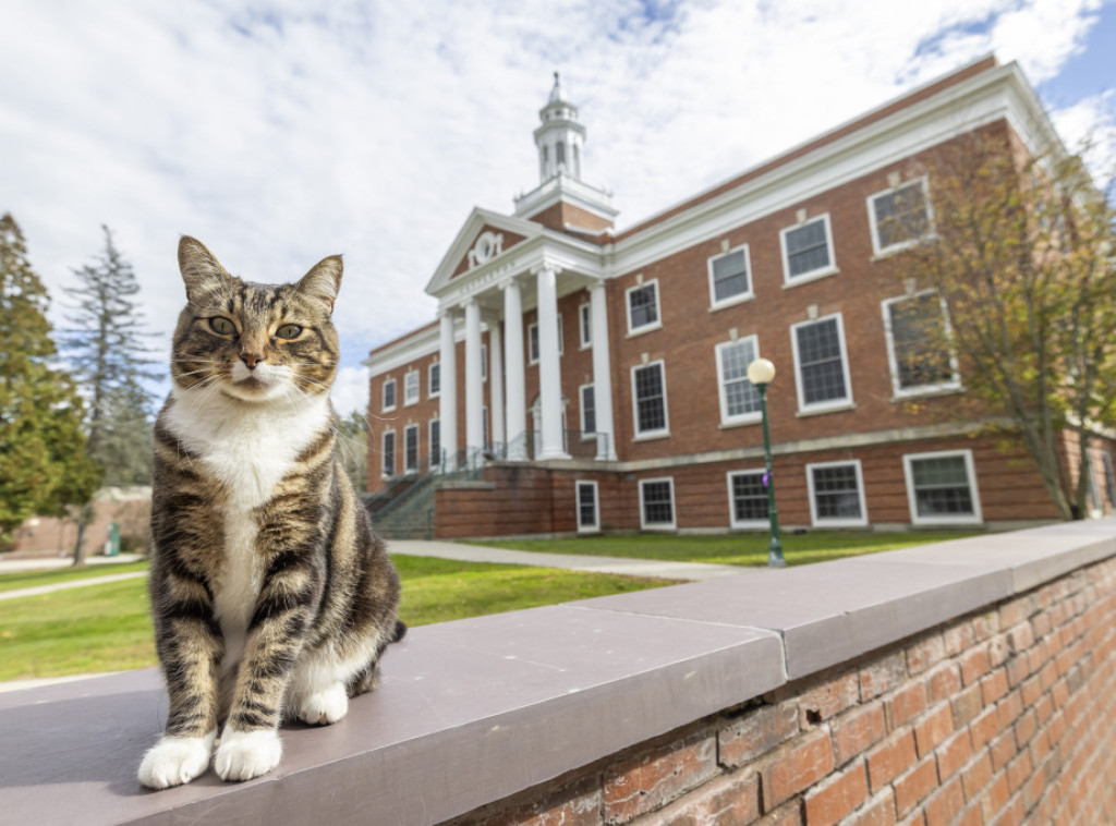 Univerzitet u Vermontu dodelio titulu "počasnog doktora" mačku Maksu