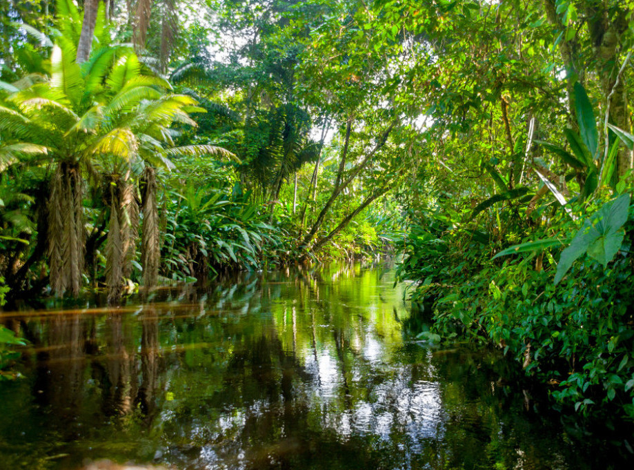 Brazil pozvao Britaniju da pristupi fondu za očuvanje Amazona
