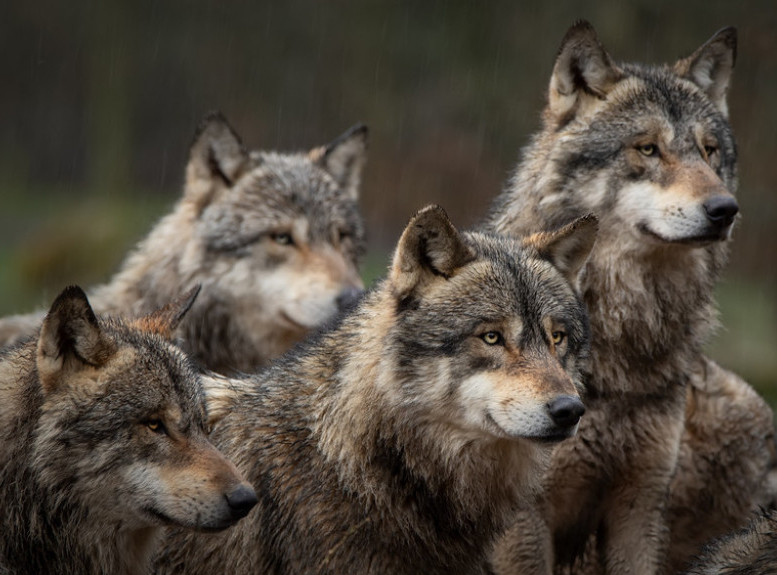 SAD: Vlasti Oregona nude nagradu od 50.000 dolara za informacije o smrti tri siva vuka sa Gijarhart planine