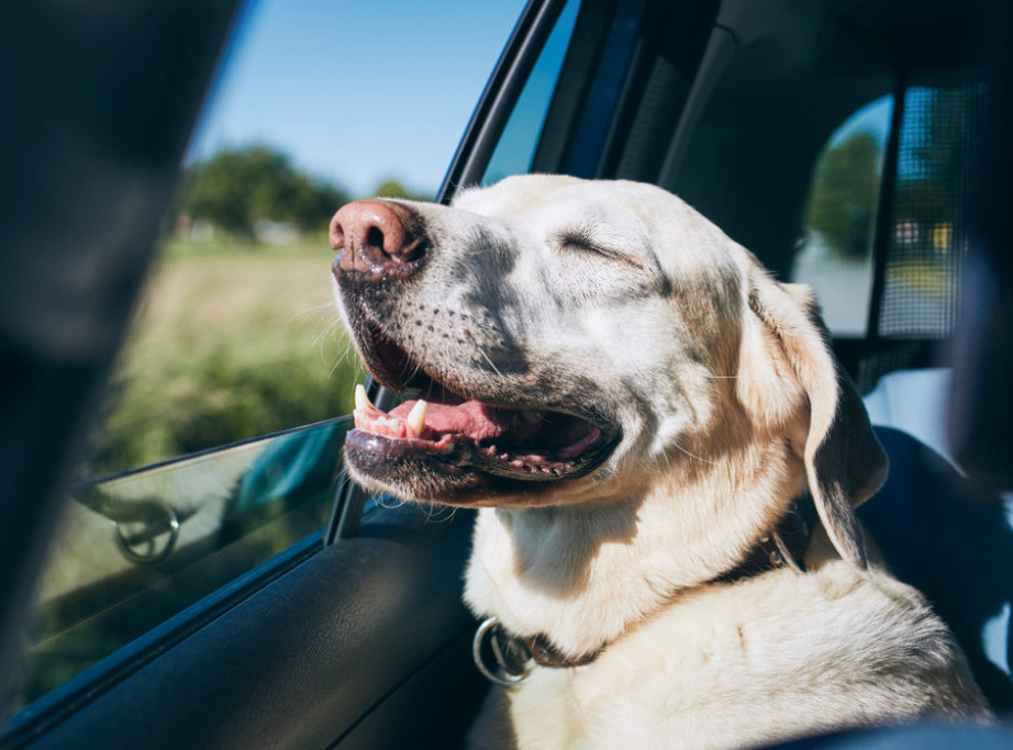 Britansko istraživanje: Psi su opušteniji kada putuju u električnom automobilu