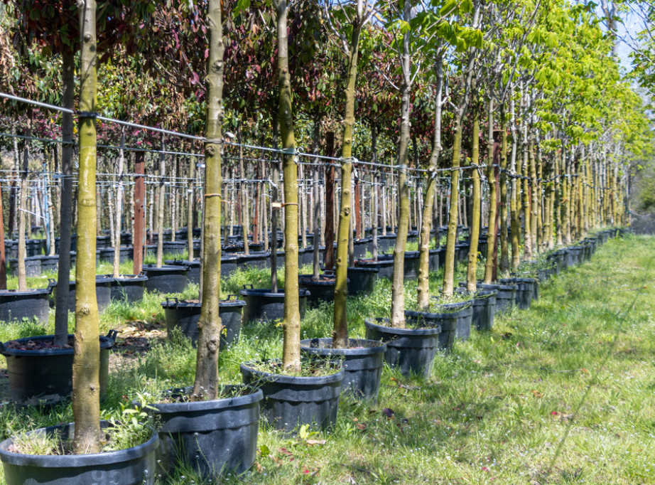 Posađeno 40 novih sadnica na zelenim površinama vrtića Savskog venca