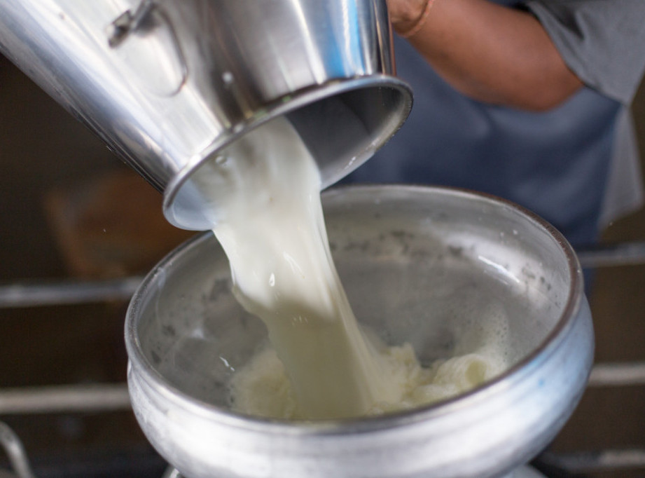 Ministarstvo poljoprivrede počelo da isplaćuje premije za mleko i suncokret