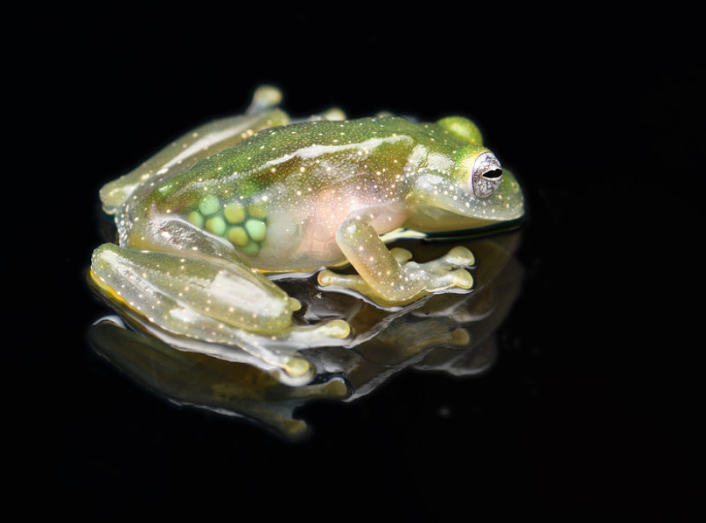 Istraživanja na staklenim žabama donose nova saznanja o zgrušavanju krvi