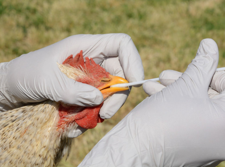 Francuska pooštrava mere protiv ptičijeg gripa nakon nove epidemije