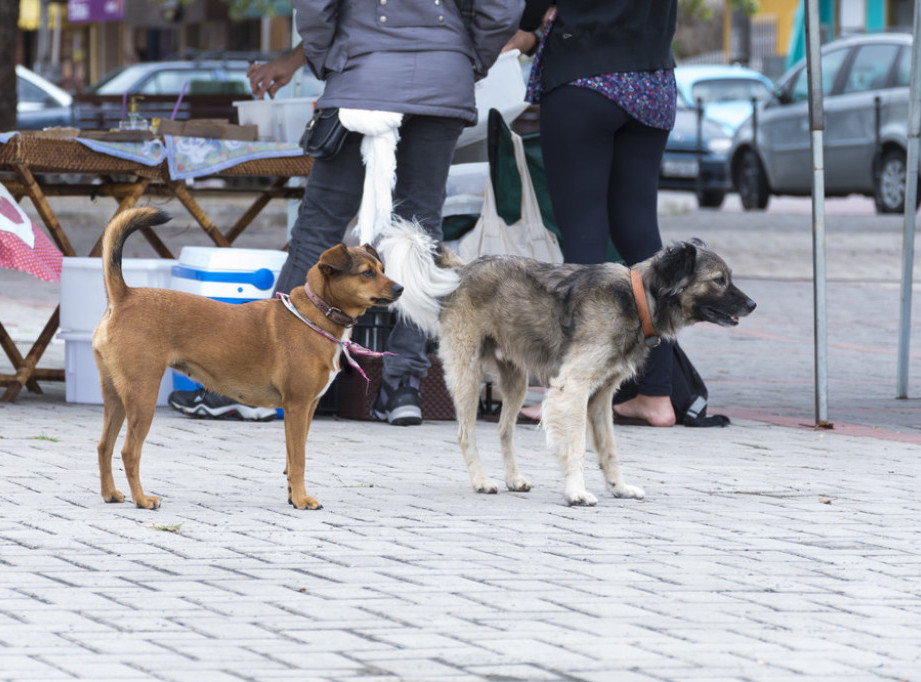 Kinološki savez Srbije: Trebalo bi uvesti porez na pse, vlasnici odgovorni za napade pasa
