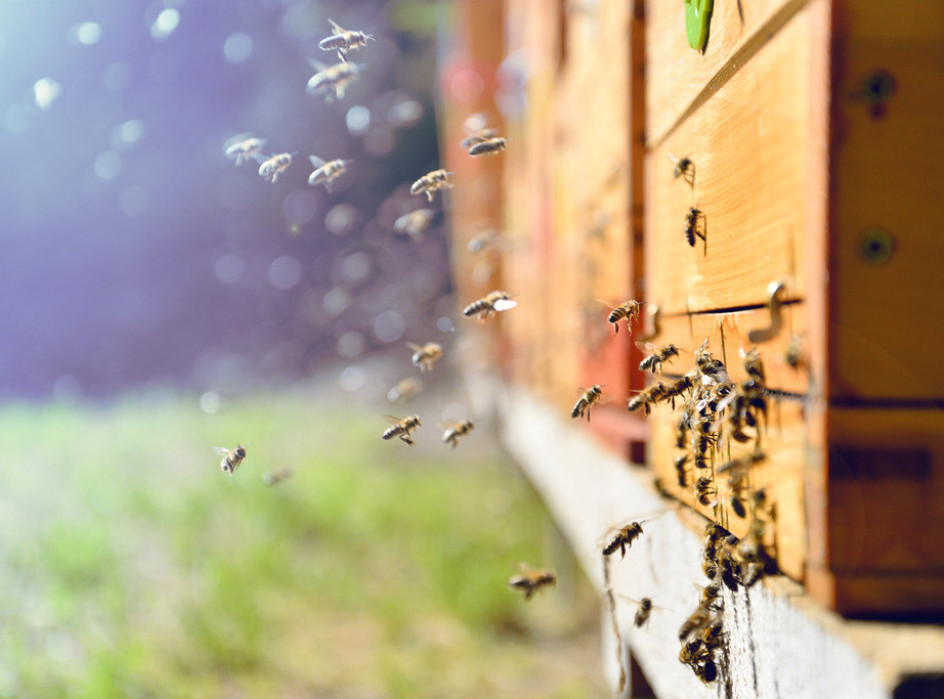 Los Anđeles: Roj pčela napadao ljude, troje završilo u bolnici