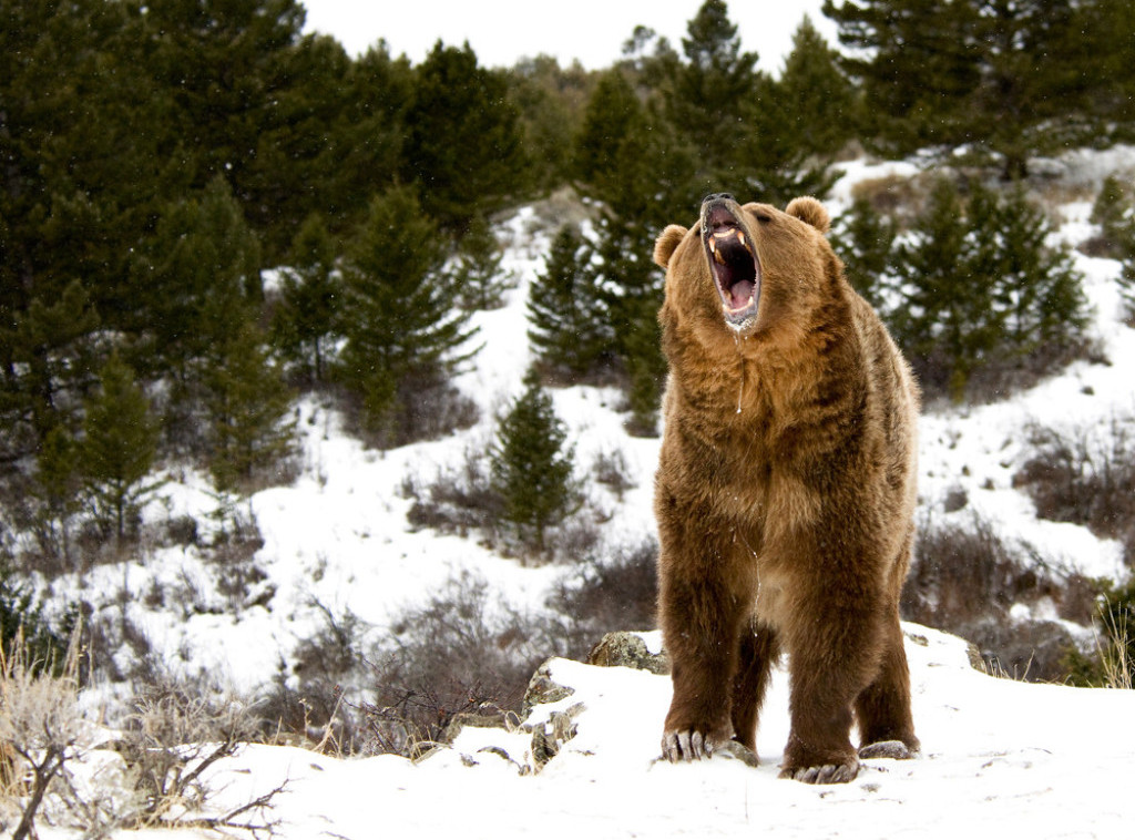 Zbog toplog vremena medvedi u Karpatima prekidaju zimski san