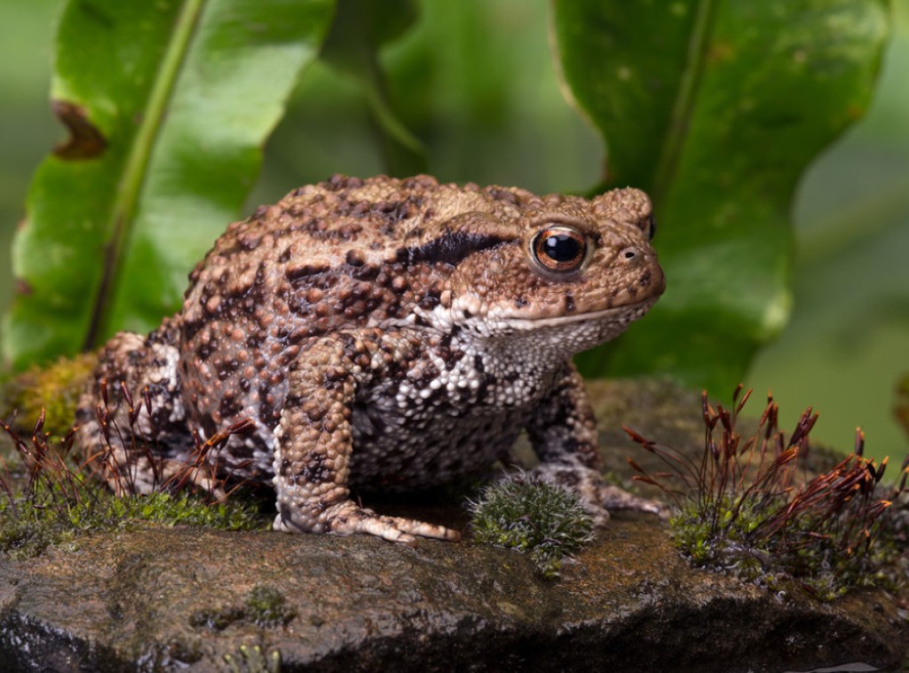 Australija: U Kvinslendu pronađena "Žabozila", džinovska žaba krastača