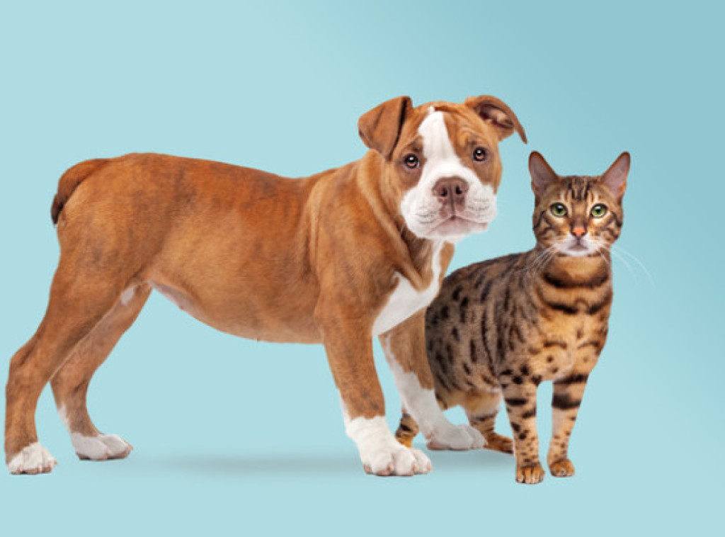 Holandija želi da zabrani pse sa ravnom njuškom i mačke sa savijenim ušima