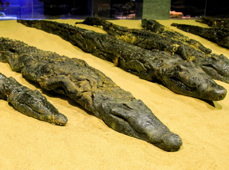 U Egiptu otkrivena grobnica sa ostacima mumificiranih krokodila