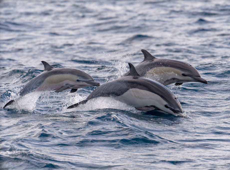 Japan: Četiri plivača povređena u napadima delfina na plaži