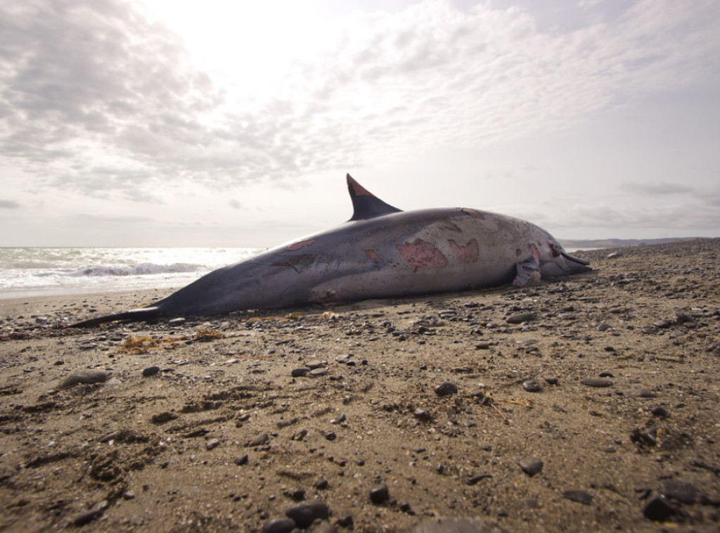 Rekordan broj uginulih delfina pronađen na obali Atlantskog okeana u Francuskoj