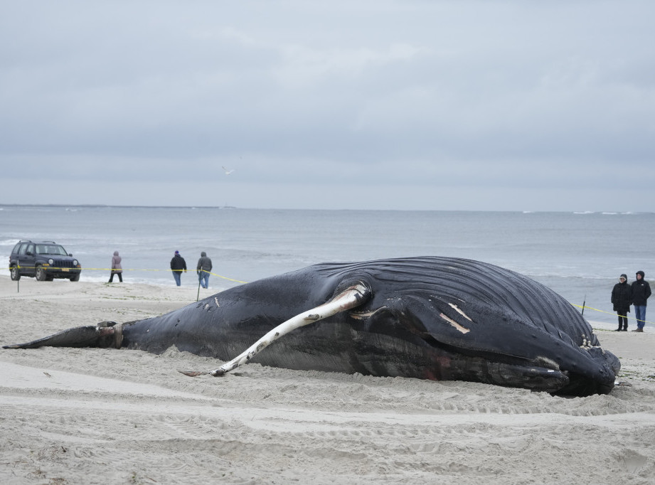 Havaji: U stomaku uginulog kita pronađene ribarske mreže, zamke, plastične kese