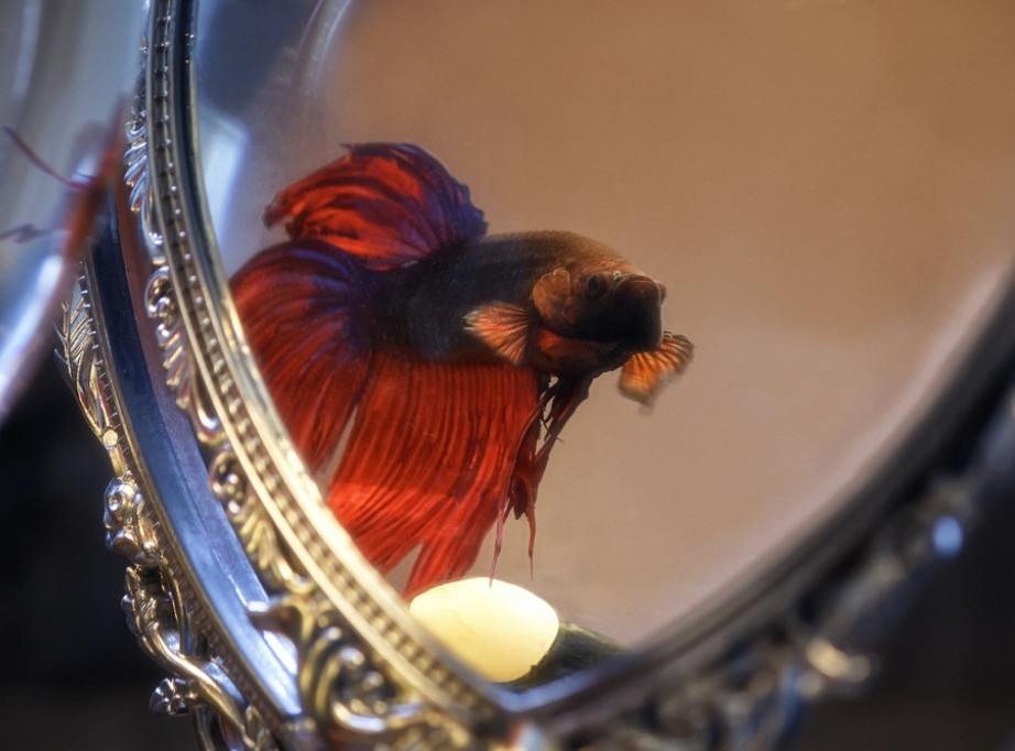 Studija: Neke ribe mogu da prepoznaju svoj lik u ogledalu i na fotografijama