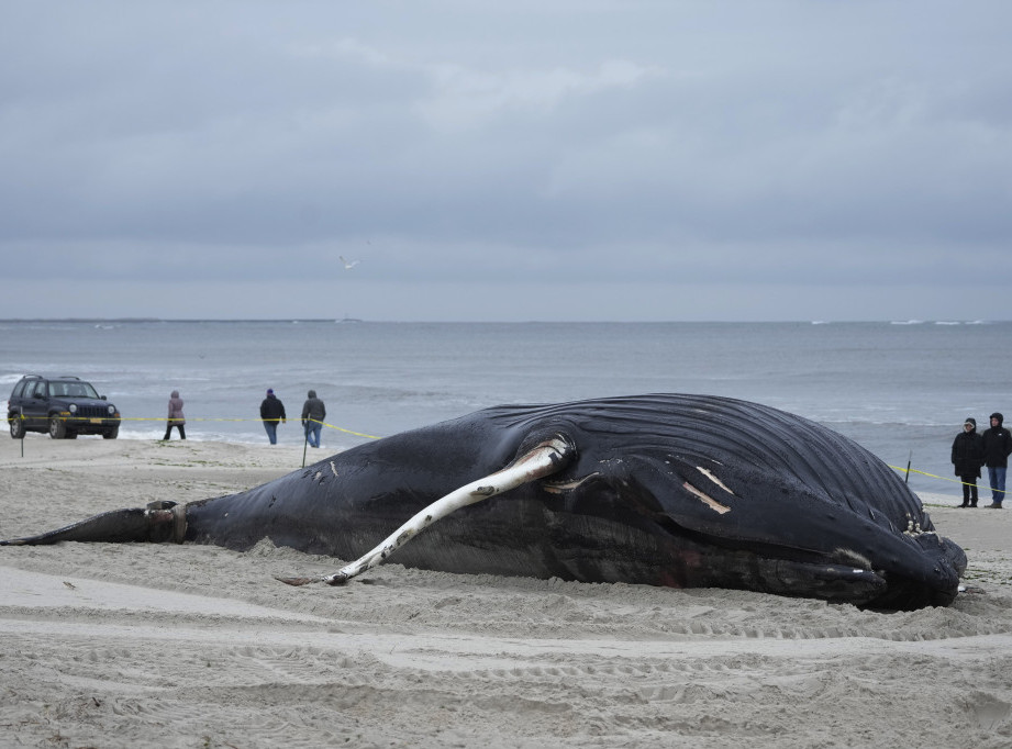 Na istočnoj obali SAD uginulo 18 kitova u prethodna dva meseca
