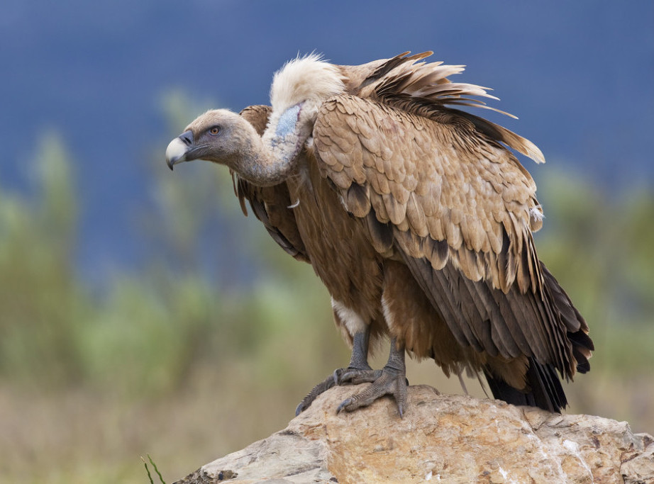 Beloglavi sup Darko ponovo viđen posle 15 godina