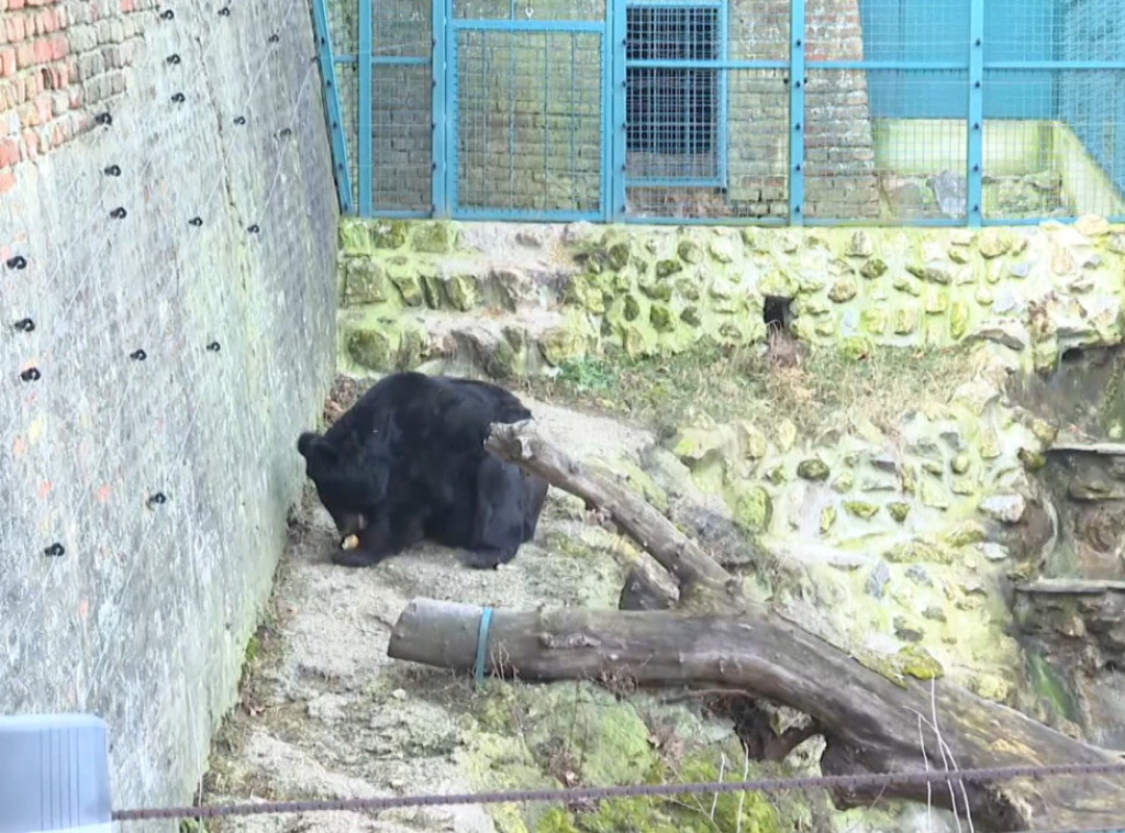 Medvedi iz Beo Zoo vrta izašli iz pećine i nisu videli svoju senku - stiže lepo vreme