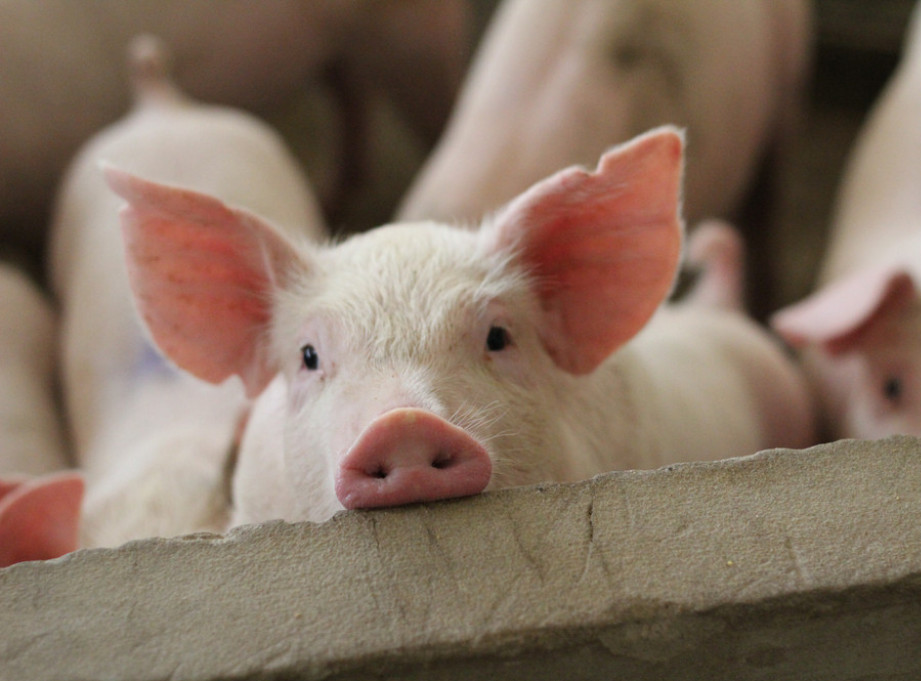Potvrđeno prisustvo virusa afričke kuge kod svinja kod Bijeljine