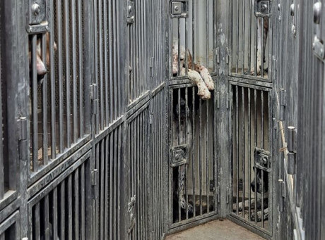 Na prelazu Preševo sprečeno krijumčarenje 19 rasnih pasa