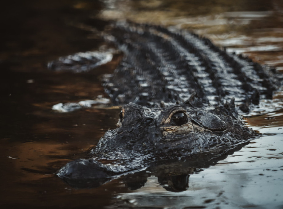 Aligator na Floridi usmrtio stariju ženu dok je šetala psa