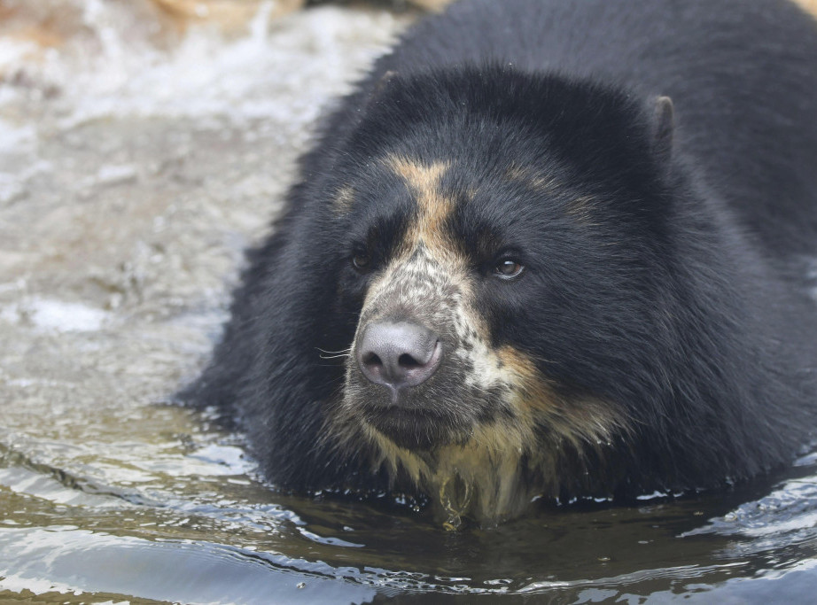 Andski medved Ben dvaput uspeo da pobegne iz ZOO vrta u Sent Luisu