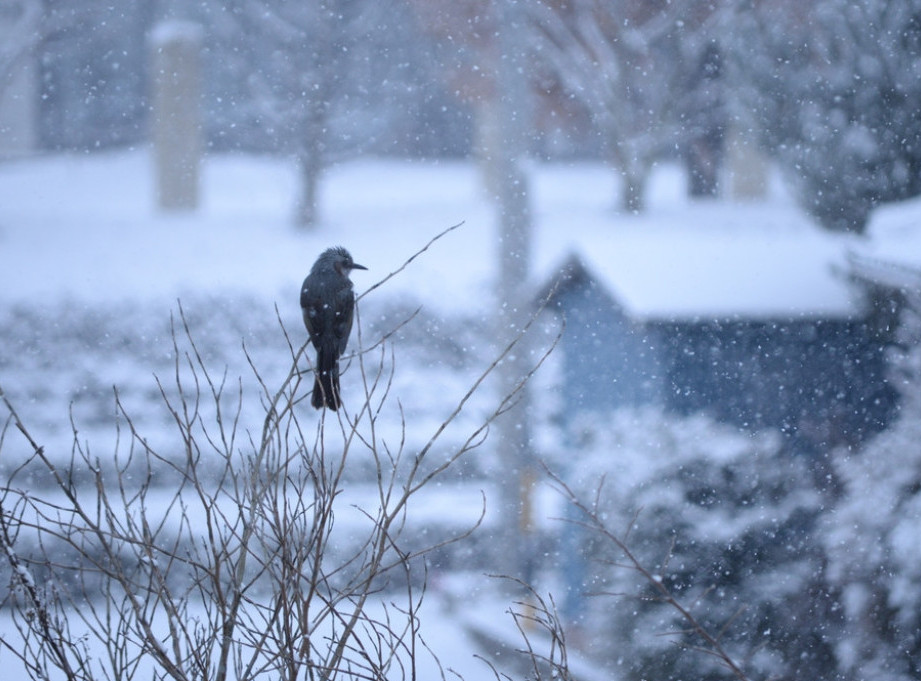 Lučani: Sneg izazvao manje kvarove na elektro mreži, putevi prohodni
