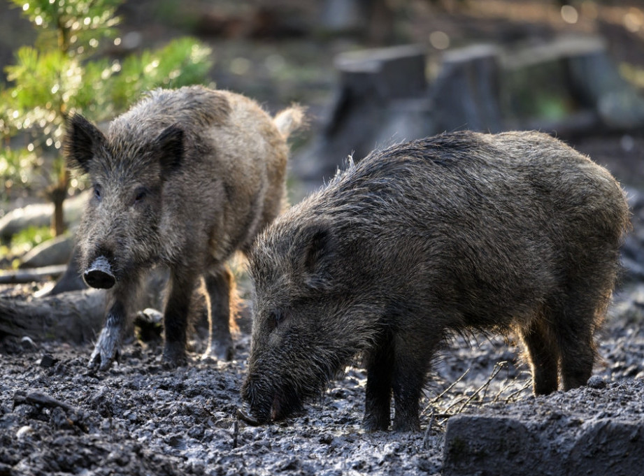 Republika Srpska: Krdo divljih svinja izazvalo dva saobraćajna udesa, jedna osoba povređena