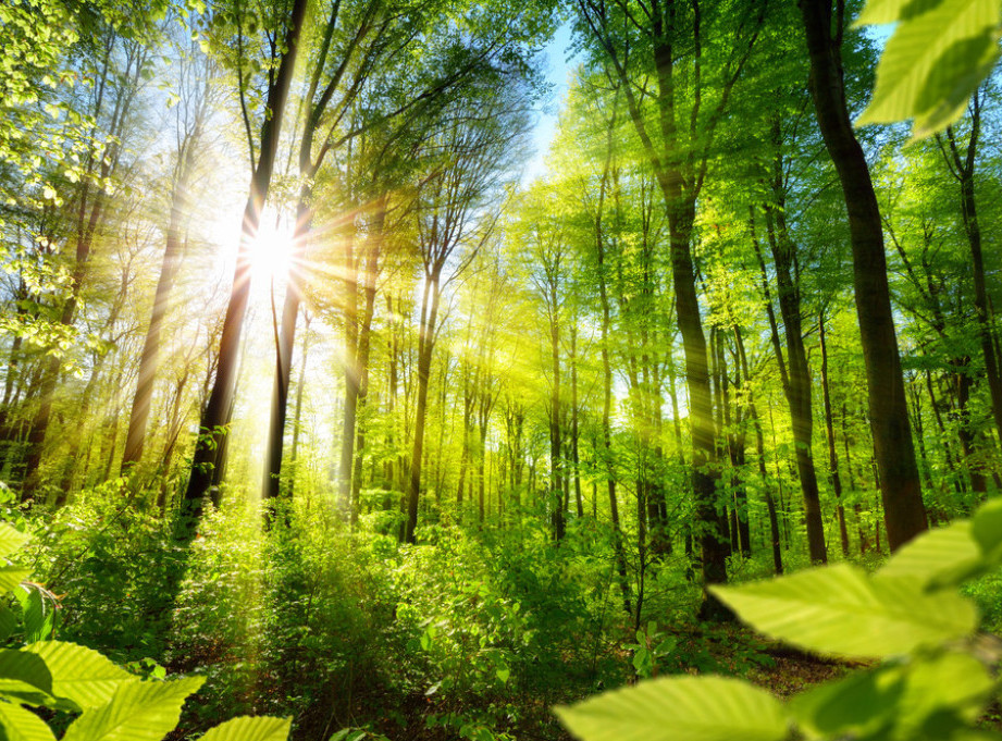 Ukupne štete u državnim šumama Srbije veće od 260.000 kubnih metara u 2023. godini