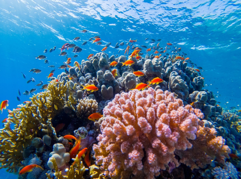 Kako se super korali Crvenog mora odupiru globalnom zagrevanju?