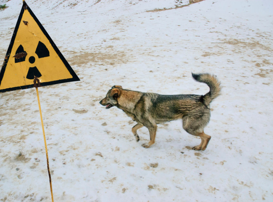 Analiza genetike pasa iz Černobilja pokazala da je njihova genetika drugačija od genetike pasa koji žive malo dalje