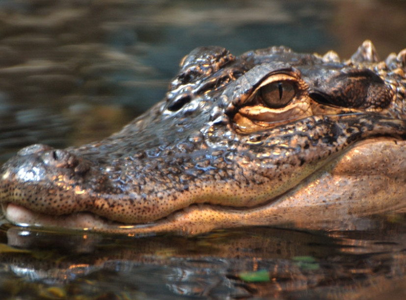 Aligator iz Zoo vrta u Teksasu pronađen posle 20 godina na privatnom imanju