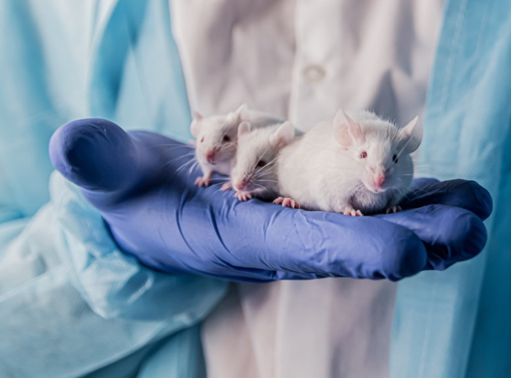 Šangaj: Naučnici izlečili miševe od raka dojke za dve nedelje