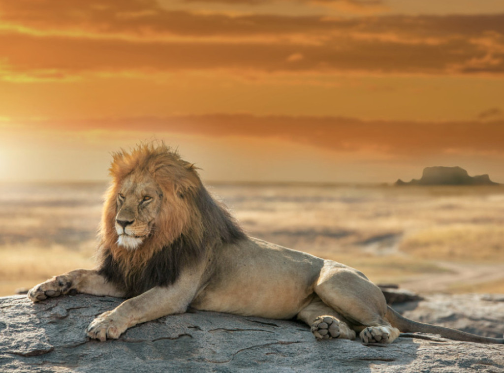 Tanzanija: Čuveni lav Snigve, "kralj Serengetija", zbačen sa trona posle sedam godina