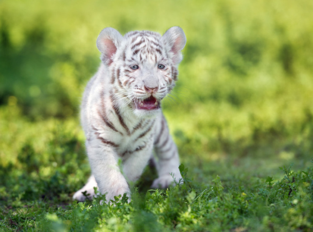 Atinski zoološki vrt se bori da spase mladunče tigrića pronađeno u smeću