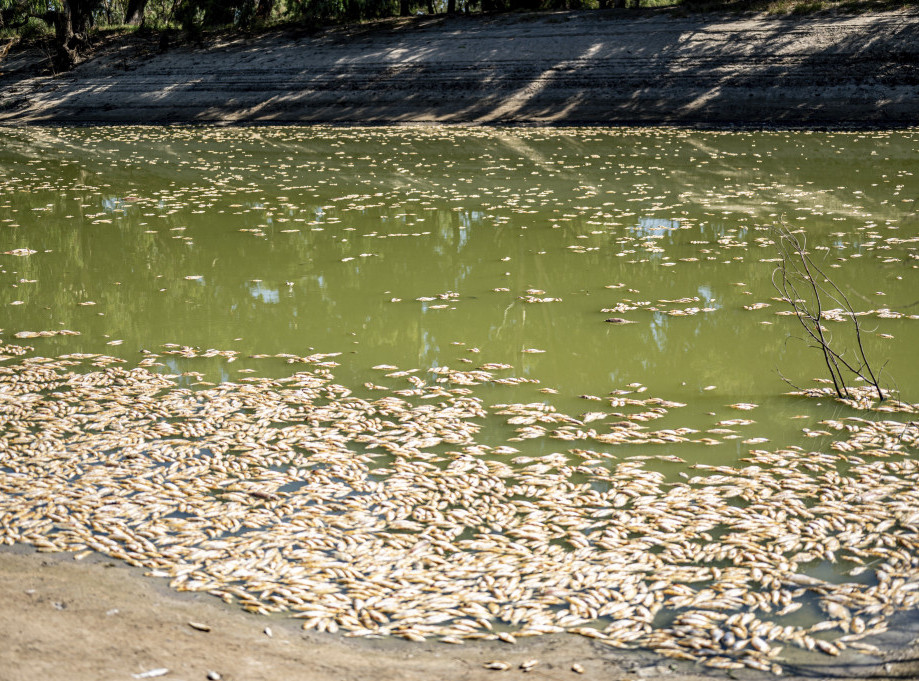 Stanovnici australijskog grada pozivaju na čišćenje nakon masovnog uginuća ribe