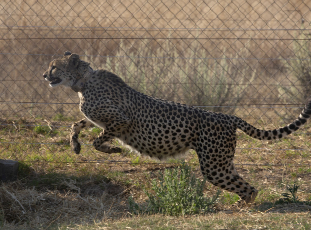 U Indiji rođena četiri geparda, vrste koja je istrebljena pre 70 godina