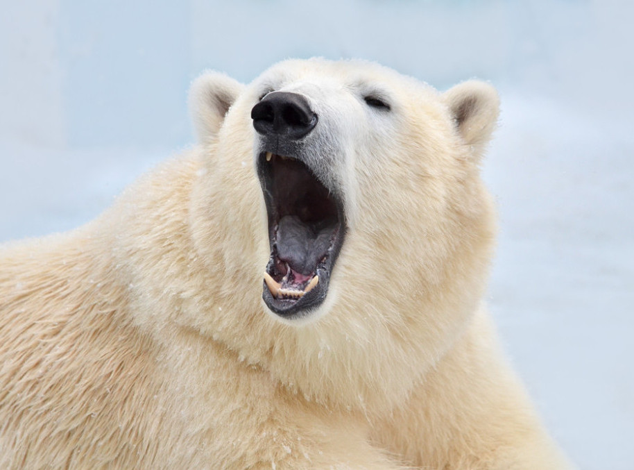Spaseni beli medved "pevanjem" pozdravlja zoologe u Moskovskom zoo vrtu