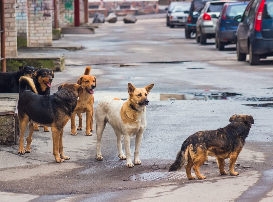 Psi napali decu u Subotici, biće podneta krivična prijava protiv vlasnika