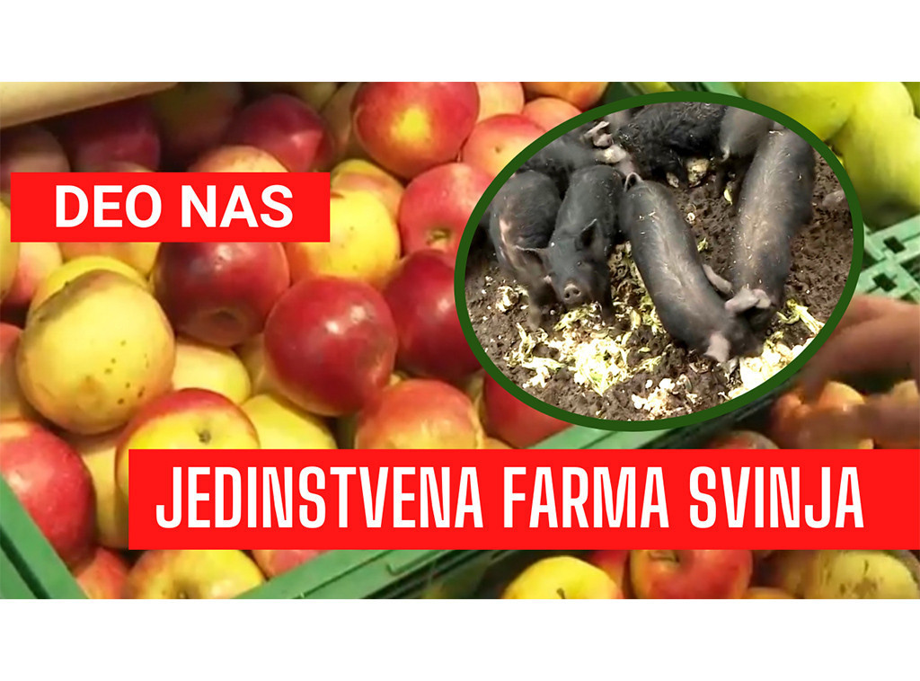 Nečije đubre, nečije blago: Marko hrani svinje viškom hrane iz supermarketa