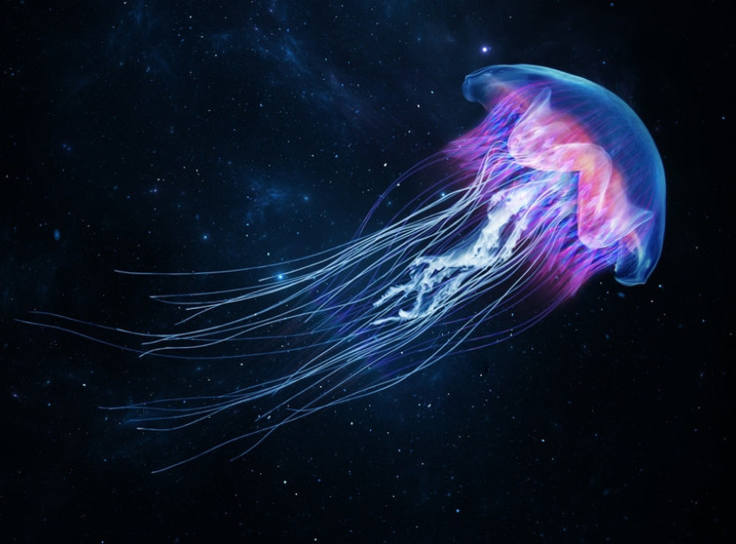 Otkrivena nova vrsta otrovne meduze u vodama Hongkonga
