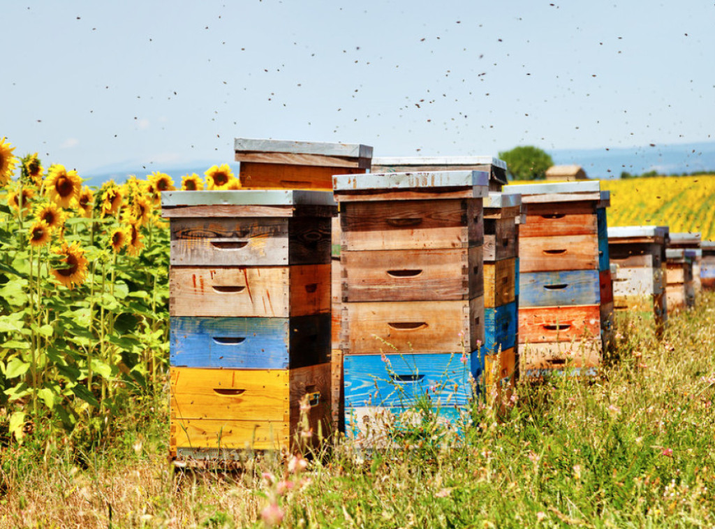 Raspisan konkurs za subvencije pčelarima, država 800 dinara po košnici