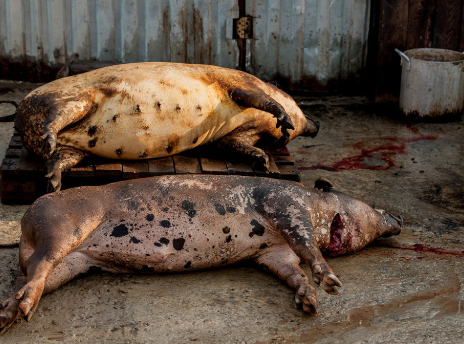 Vlada Srbije za uginule i ubijene životinje zaražene afričkom kugom izdvojila 88,7 miliona dinara