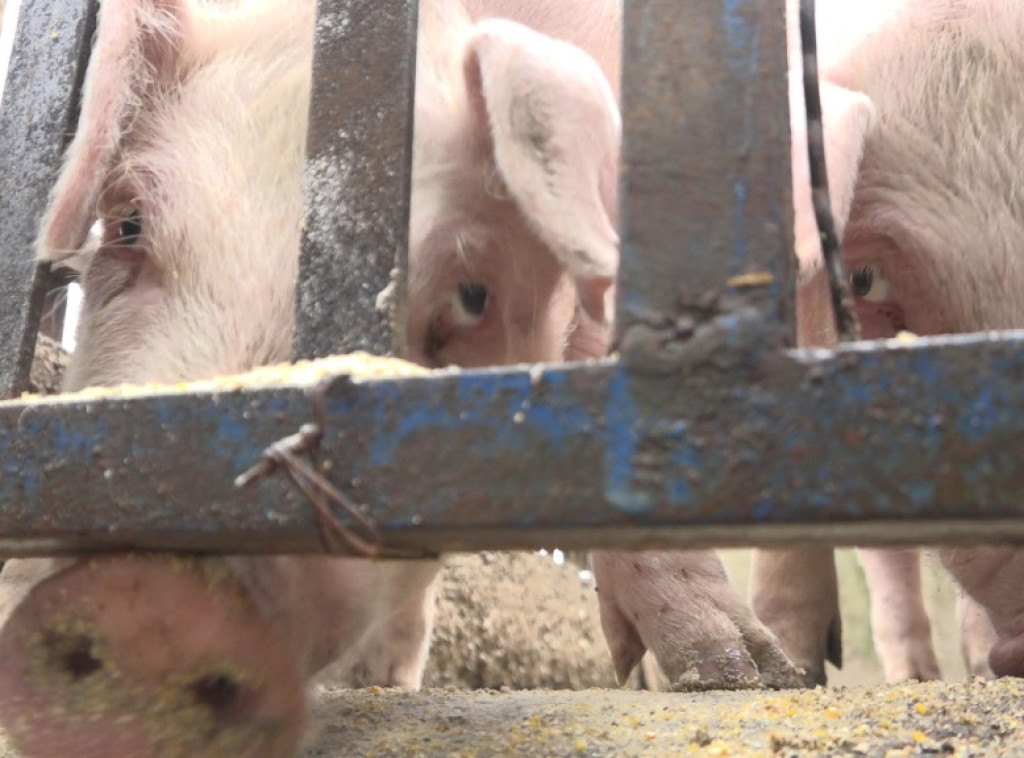 Gradonačelnik Bijeljine: Pojava afričke svinjske kuge je udar na ekonomiju Republike Srpske