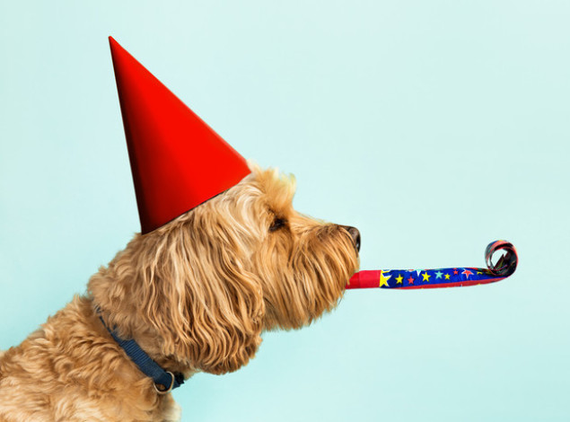 Najstariji pas na svetu proslavio 31. rođendan