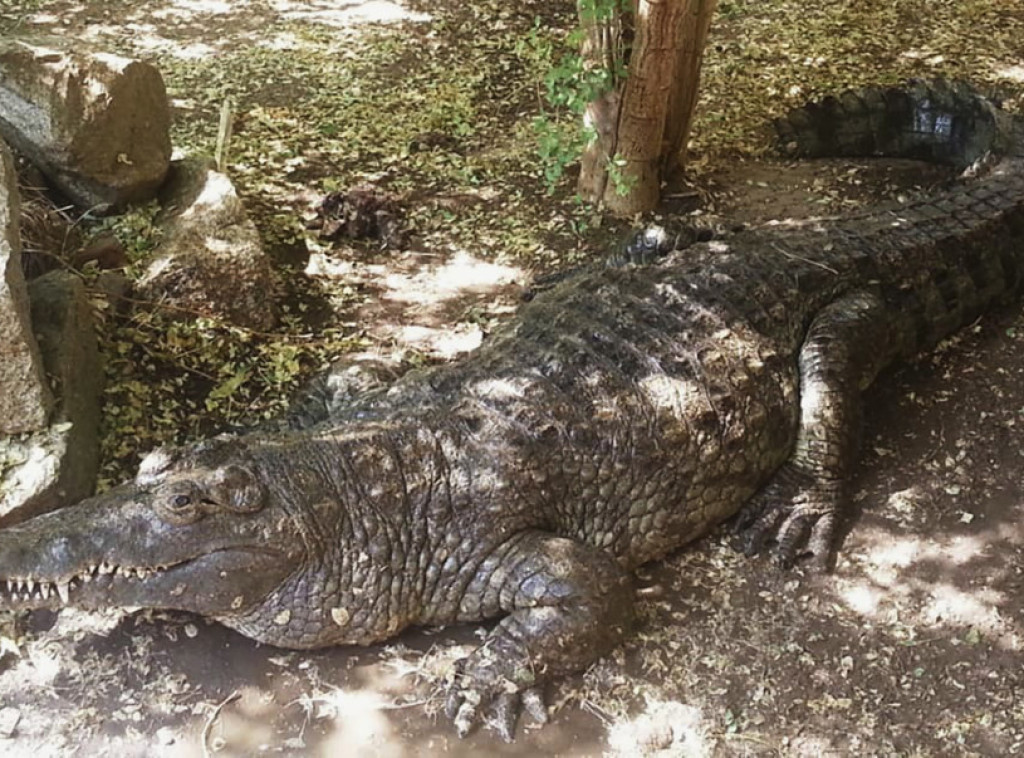Kambodža: Krokodili na smrt izujedali vlasnika farme kada je upao u bazen
