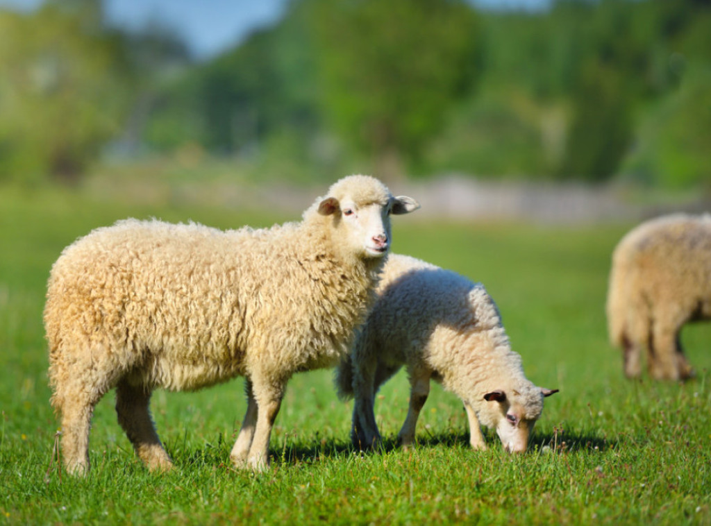 Psi lutalice prepolovili stado ovaca u dragačevskom selu